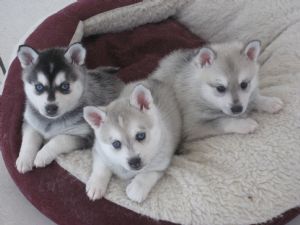 Beautiful Alaskan Klee Kai Puppies For Sale